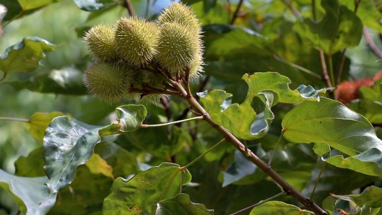 Interações entre plantas e abelhas contribuem para restauração da Amazônia