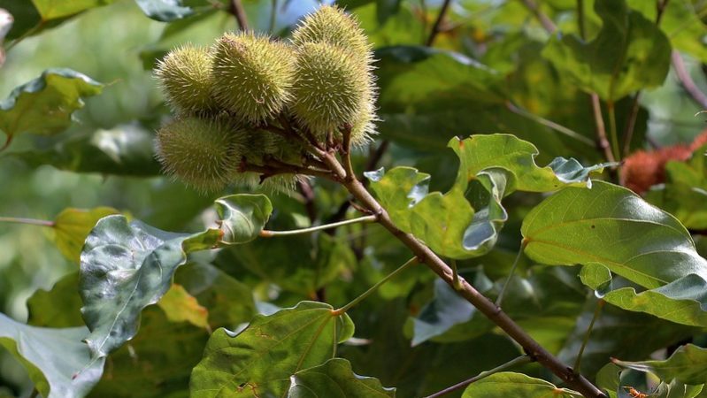 Interações entre plantas e abelhas contribuem para restauração da Amazônia