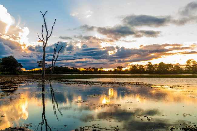 anfíbios do Pantanal