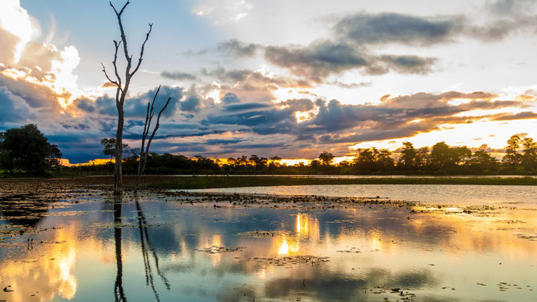 anfíbios do Pantanal