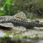Duas novas espécies de peixes são cascudinhos do gênero Neoplecostomus e são endêmicas da Serra da Mantiqueira.