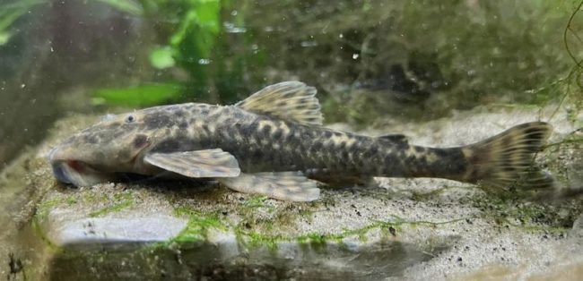Duas novas espécies de peixes são cascudinhos do gênero Neoplecostomus e são endêmicas da Serra da Mantiqueira.