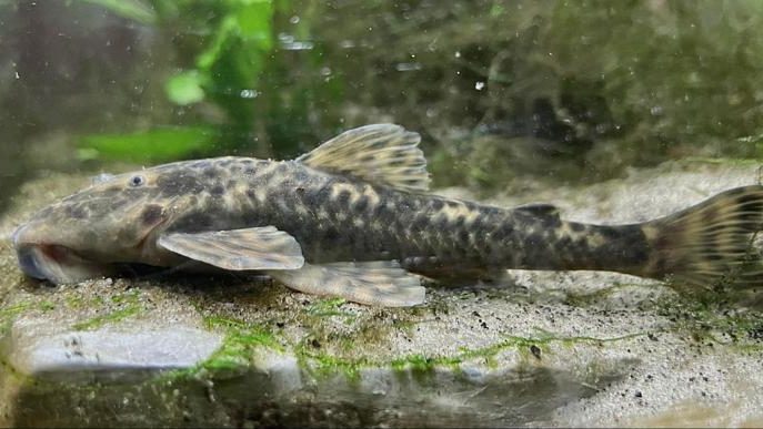Duas novas espécies de peixes são cascudinhos do gênero Neoplecostomus e são endêmicas da Serra da Mantiqueira.