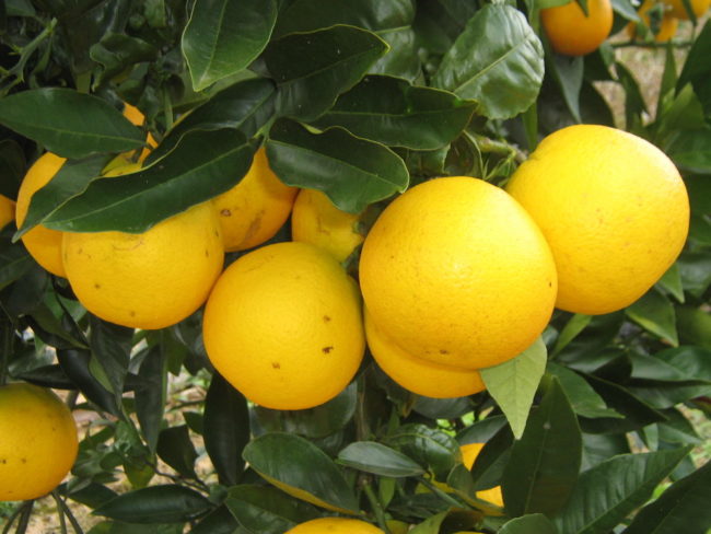 cancro cítrico, doença que acomente pomares de laranja