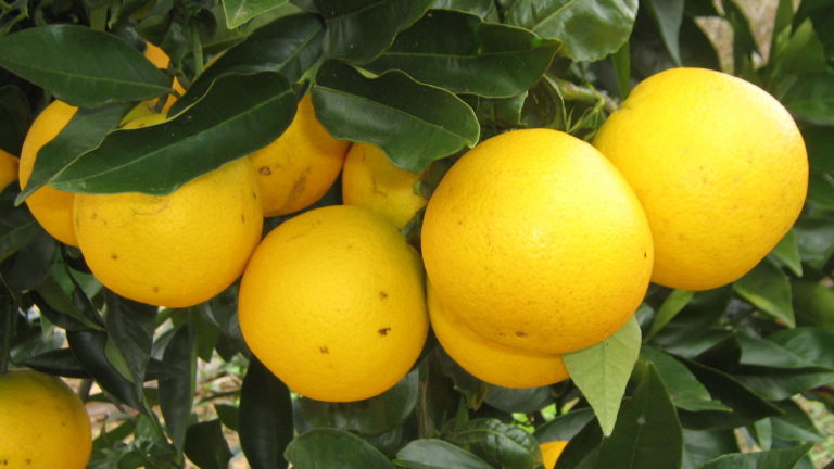 cancro cítrico, doença que acomente pomares de laranja
