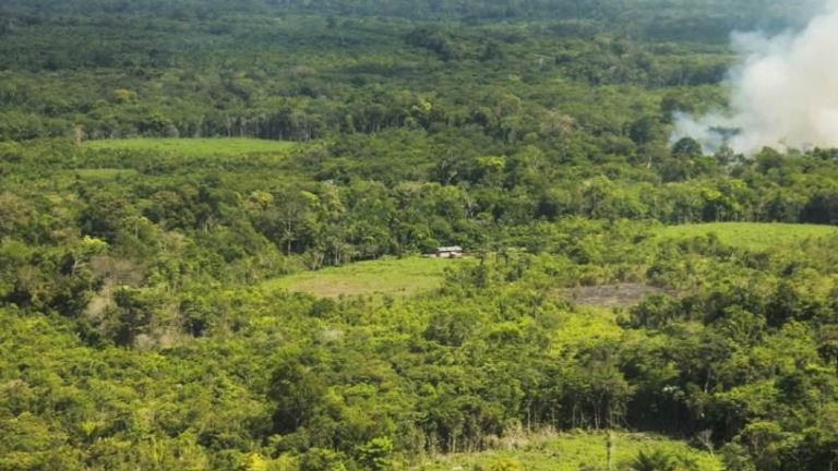 regeneração-florestal Regeneração florestal em uma paisagem de agricultura de corte e queima na Amazônia Central