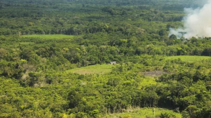 Regeneração florestal em uma paisagem de agricultura de corte e queima na Amazônia Central