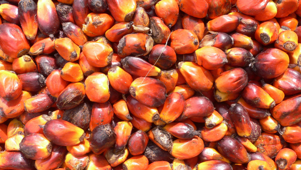 Palm_oil_production_in_Jukwa_Village,_Ghana-04 Frutos do dendezeiro