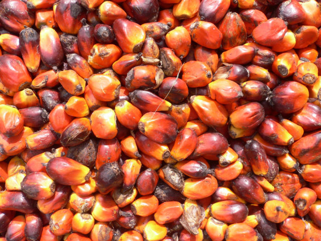 Palm_oil_production_in_Jukwa_Village,_Ghana-04 Frutos do dendezeiro