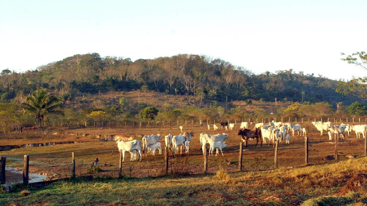 pecuaria descarbonização da pecuária