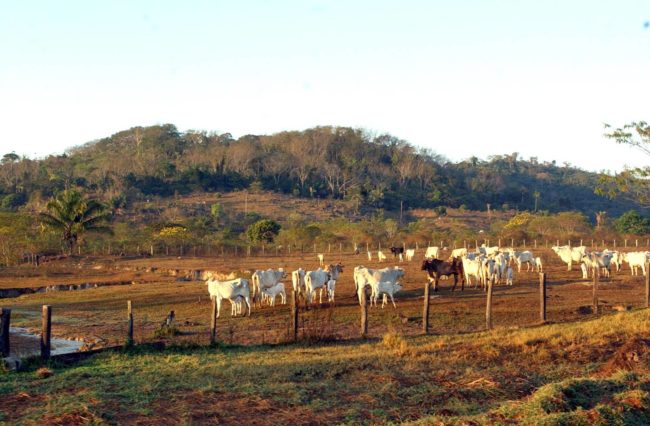 pecuaria descarbonização da pecuária