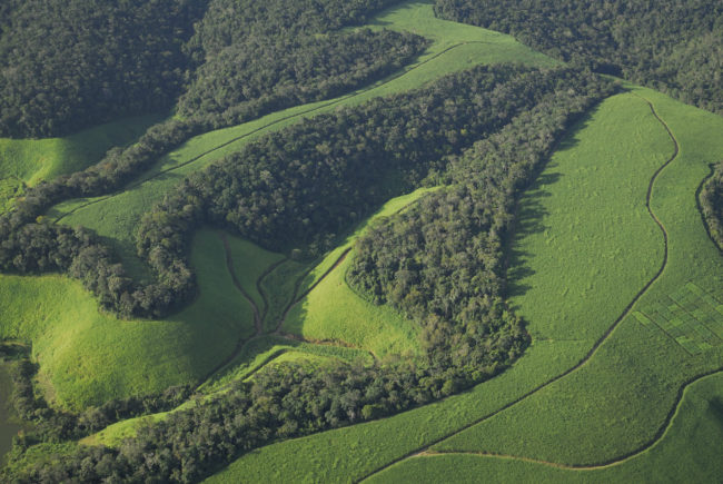 Plantação de cana-de-açúcar localizada na mata atlântica em Alagoas; estudo mostra que grandes extensões de floresta não perturbada são melhores para abrigar a biodiversidade
