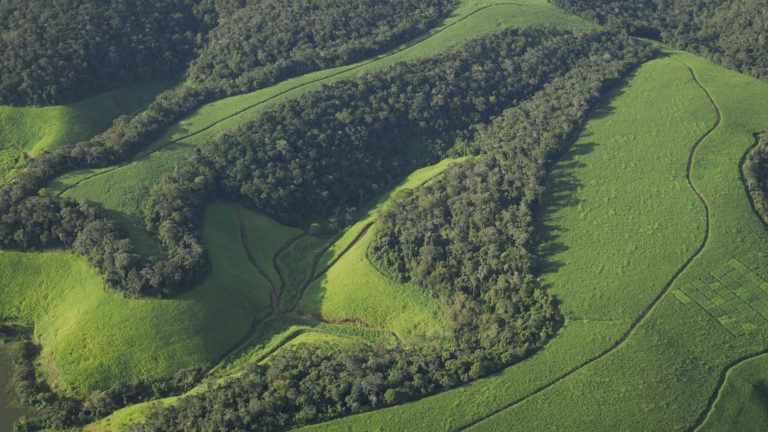 Plantação de cana-de-açúcar localizada na mata atlântica em Alagoas; estudo mostra que grandes extensões de floresta não perturbada são melhores para abrigar a biodiversidade
