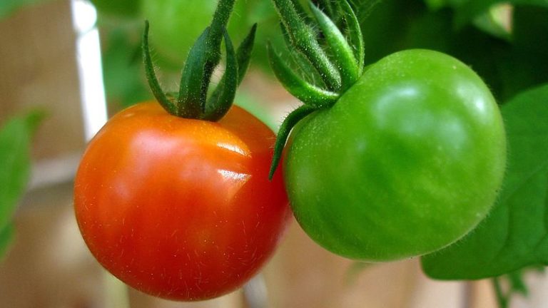 Algoritmo permite diferenciar tomates em seus diferentes estágios de maturação