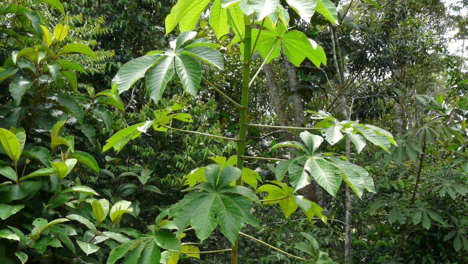 imbaúba