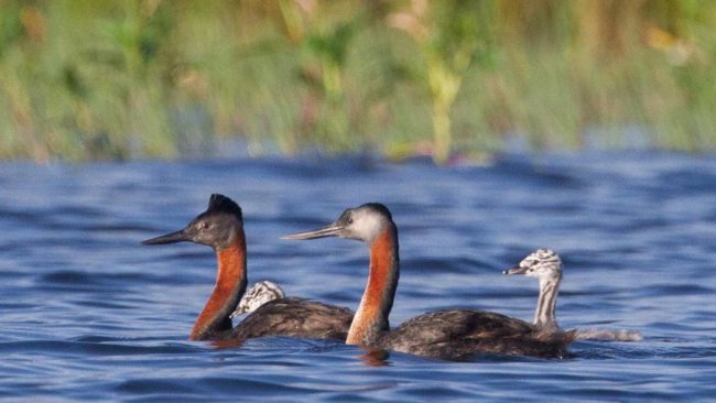 Mergulhão-grande, uma das mais emblemáticas aves presentes no Parque Linear Nove de Julho, em São Paulo