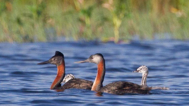 Mergulhão-grande, uma das mais emblemáticas aves presentes no Parque Linear Nove de Julho, em São Paulo