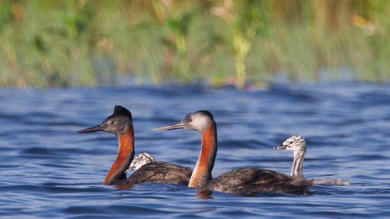 Mergulhão-grande, uma das mais emblemáticas aves presentes no Parque Linear Nove de Julho, em São Paulo