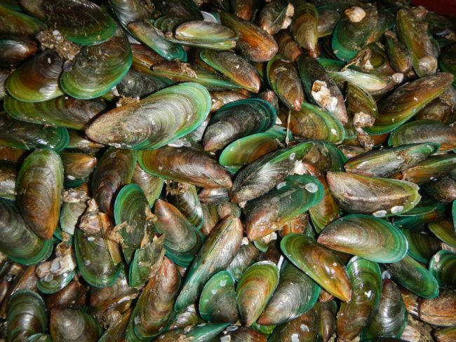 mexilhão verde, espécie invasora no Brasil