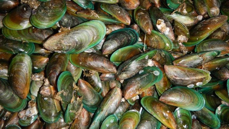 mexilhão verde mexilhão verde, espécie invasora no Brasil