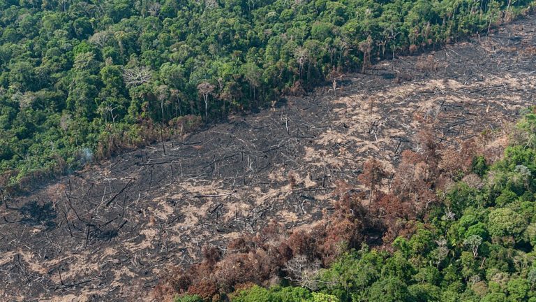 1024px-Operação_Verde_Brasil,_Rondônia_(48683026837) queda da cobertura vegetal em Rondônia