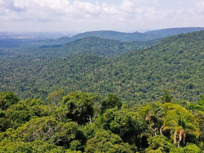 Flona Carajás Estudo do ITV mensura múltiplos valores das florestas amazônicas