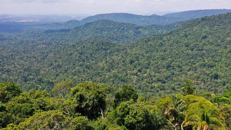 Estudo do ITV mensura múltiplos valores das florestas amazônicas