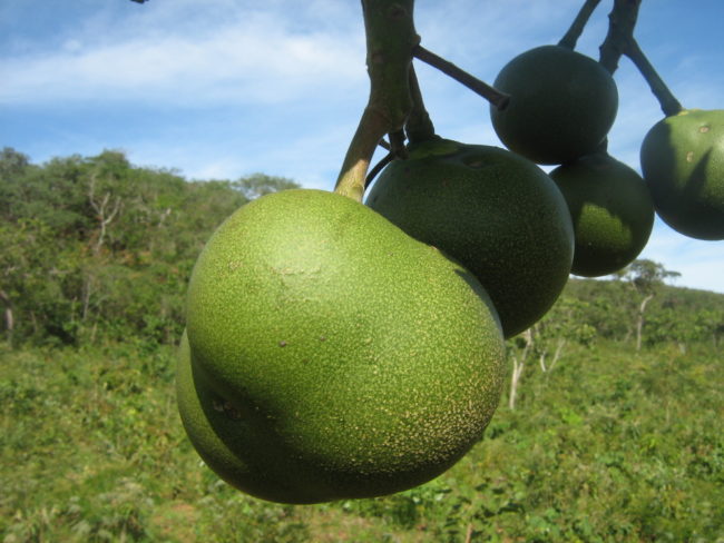 Frutos verdes de pequi pendurados