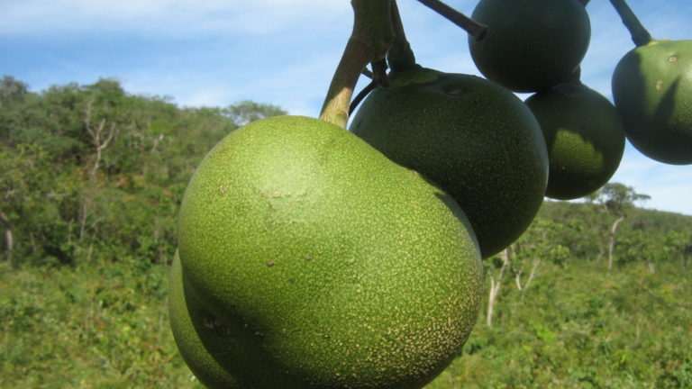 Frutos verdes de pequi pendurados