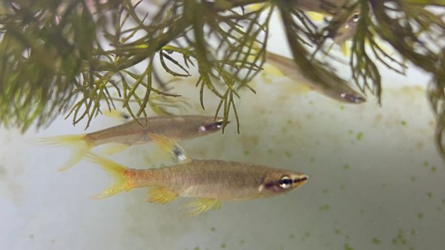 Peixe tetra splash sob folhas acima d’água, onde deposita ovos durante época chuvosa