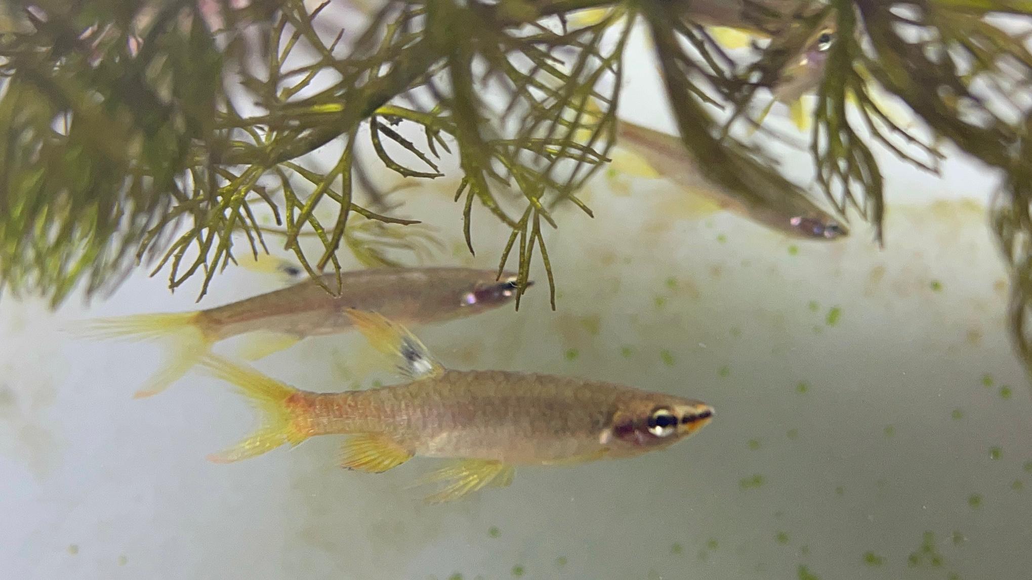 peixe Peixe tetra splash sob folhas acima d’água, onde deposita ovos durante época chuvosa
