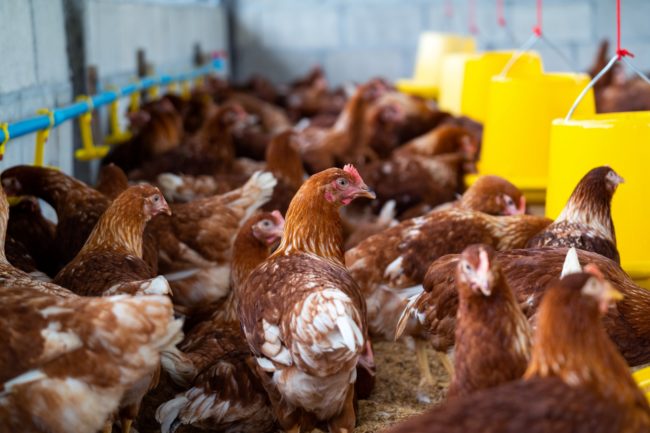 Galinhas marrons em galpão de criação intensiva com comedouros amarelos e sistema de água automatizado, ilustrando estudo sobre controle de Salmonella sem antibióticos.