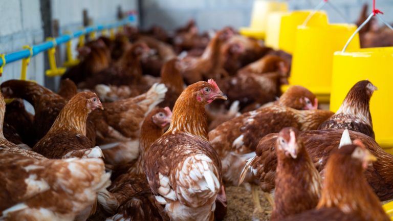 Galinhas marrons em galpão de criação intensiva com comedouros amarelos e sistema de água automatizado, ilustrando estudo sobre controle de Salmonella sem antibióticos.