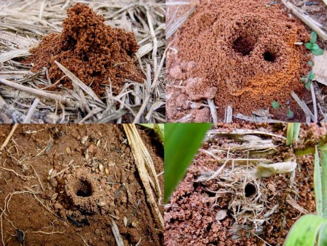 Quatro tipos de ninhos de formigas Attini com diferentes formas e profundidades