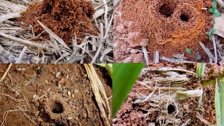 ninhos Quatro tipos de ninhos de formigas Attini com diferentes formas e profundidades