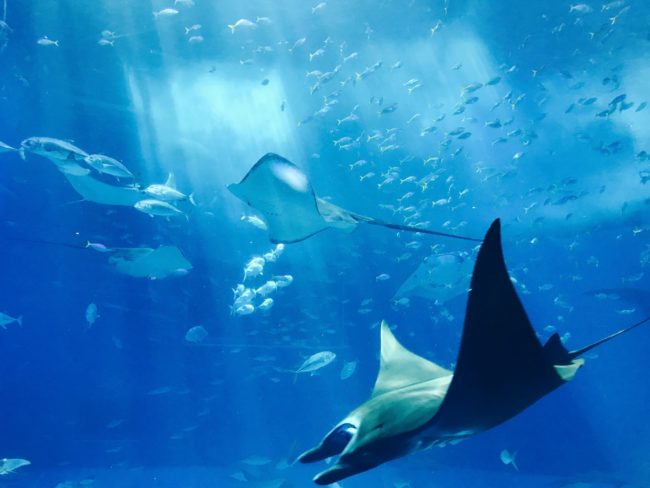 Arraias e peixes nadando em ambiente marinho azul, representando a biodiversidade do oceano