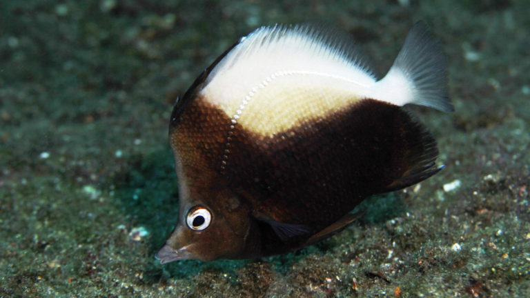 IMG_0653_Prognathodes dichrous_SR Floeter