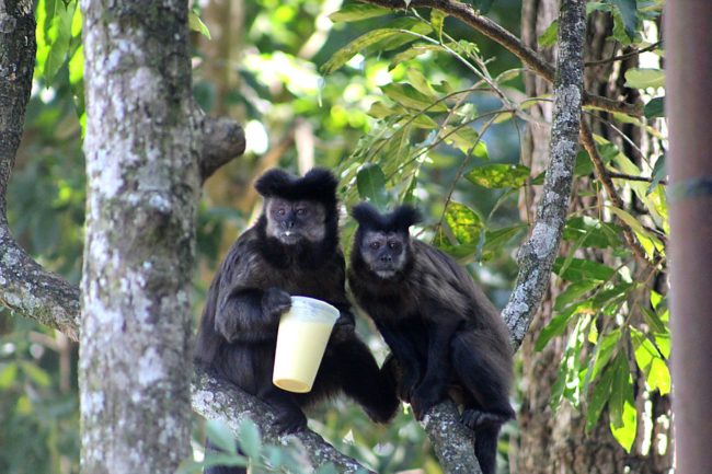 Dois macacos-prego em uma árvore; um segura um copo plástico amarelo, enquanto o outro está ao lado, olhando para frente. A floresta ao fundo está iluminada pela luz natural.
