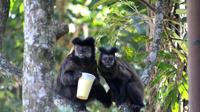 Dois macacos-prego em uma árvore; um segura um copo plástico amarelo, enquanto o outro está ao lado, olhando para frente. A floresta ao fundo está iluminada pela luz natural.