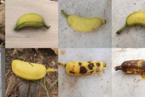 Montagem com bananas em oito estágios de maturação, do verde ao marrom escuro.