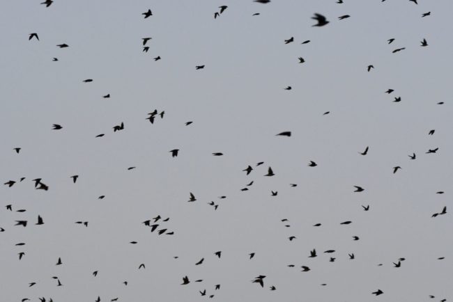 andorinhas Bando numeroso de andorinhas em voo no céu amazônico
