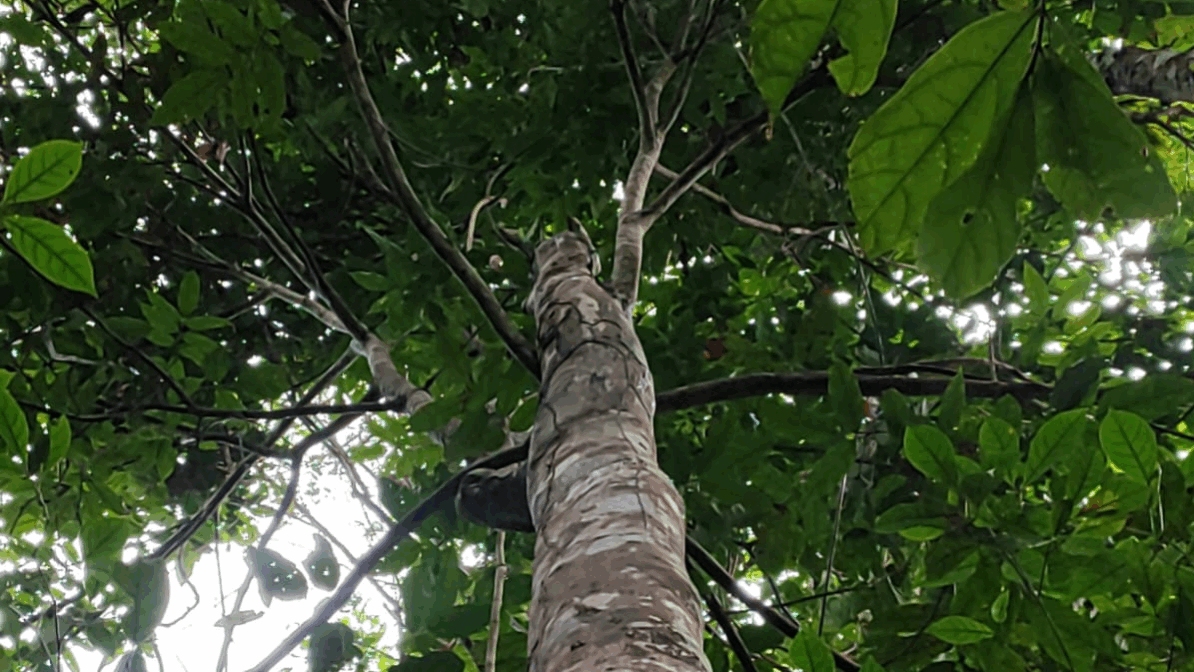 pau-cravo O pau-cravo, árvore amazônica rara e ameaçada, depende de estratégias urgentes de conservação.