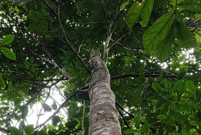 pau-cravo O pau-cravo, árvore amazônica rara e ameaçada, depende de estratégias urgentes de conservação.