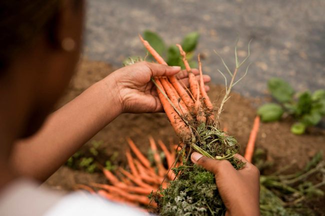 Agricultura familiar perde espaço para monoculturas no Centro-Oeste, mostra pesquisa
