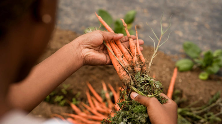 Agricultura familiar perde espaço para monoculturas no Centro-Oeste, mostra pesquisa