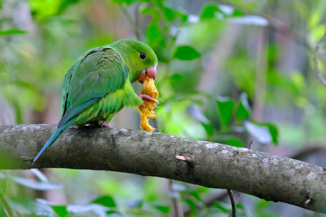 Periquito-rico verde se alimenta de coquinho de jerivá em árvore no campus da USP.