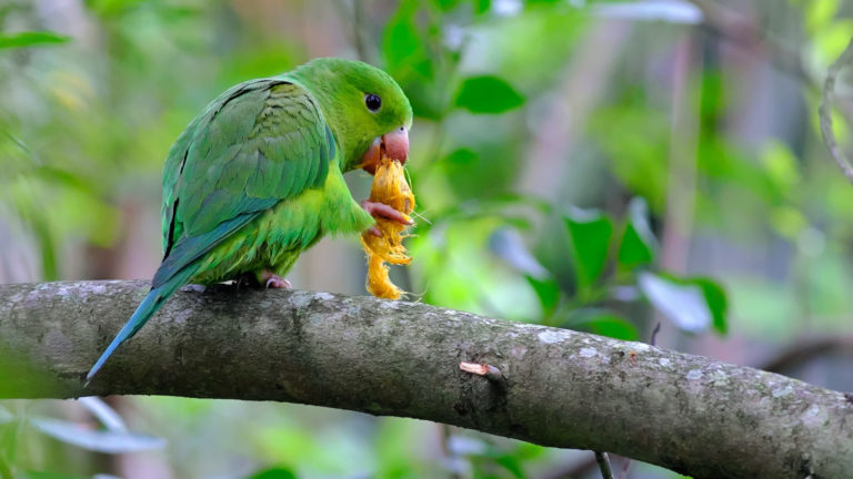 52069369170_443d0ab2fc_o (1) Periquito-rico verde se alimenta de coquinho de jerivá em árvore no campus da USP.