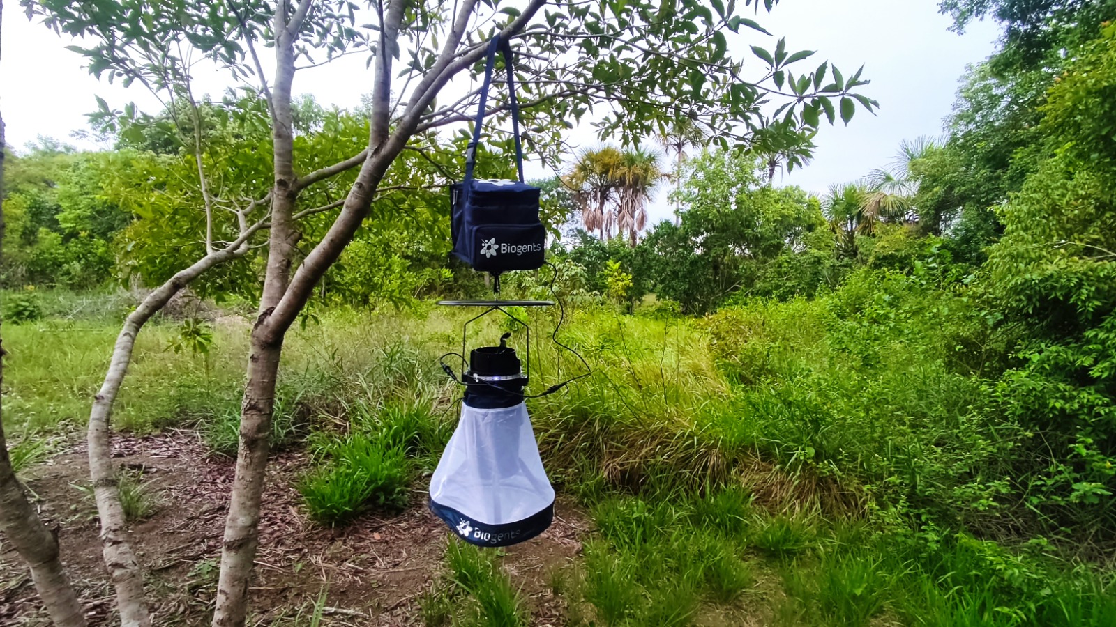 Armadilha usada para capturar mosquitos, com os encontrados na nova pesquisa, em área de mata