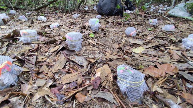 Cilindros de plástico cobertos por tela em solo de Restinga, usados para medir a decomposição de flores e folhas