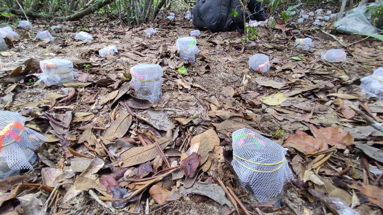 experimento folhas e flores Cilindros de plástico cobertos por tela em solo de Restinga, usados para medir a decomposição de flores e folhas